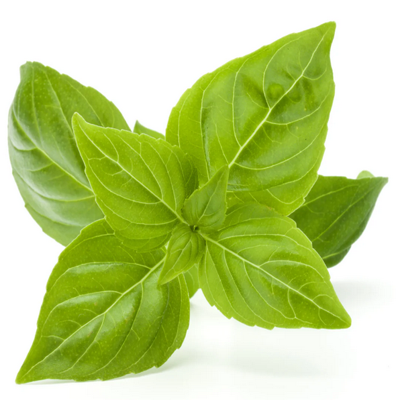 Basil Leaves